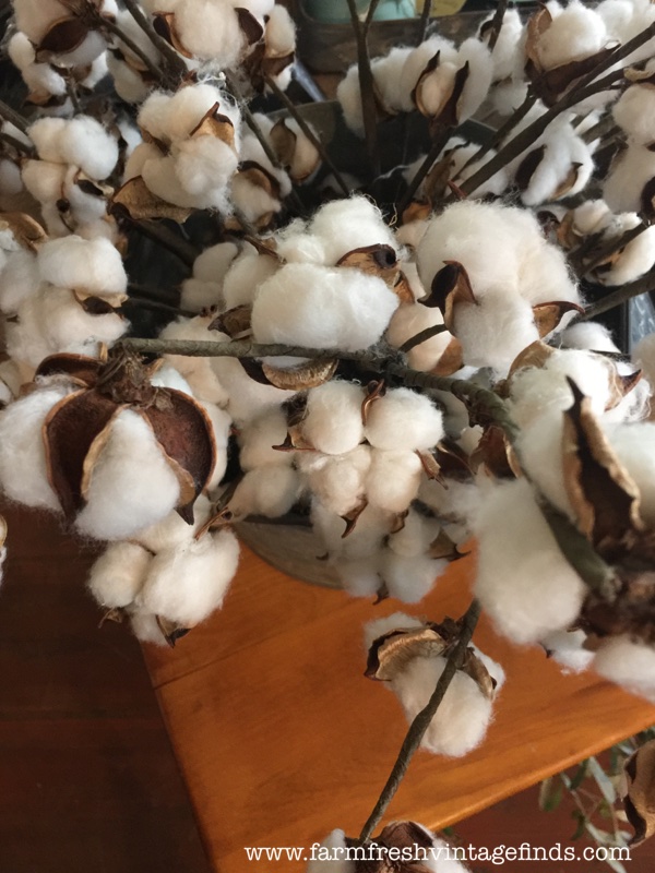 Cotton Stems